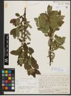Foto von Salix phylicifolia L.